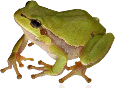 Frog Png 9 Transparent PNG Image