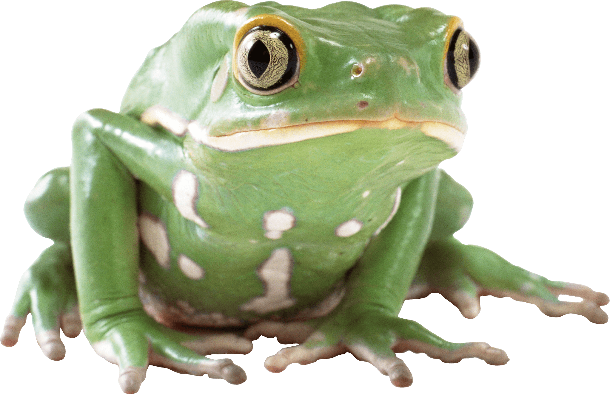 Frog Png Image Transparent PNG Image