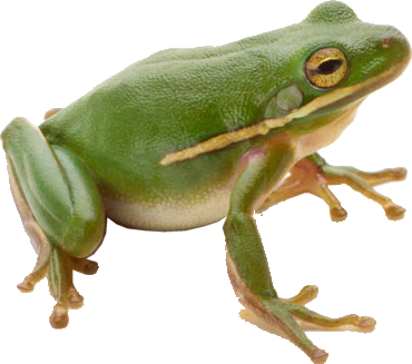 Frog Png 3 Transparent PNG Image