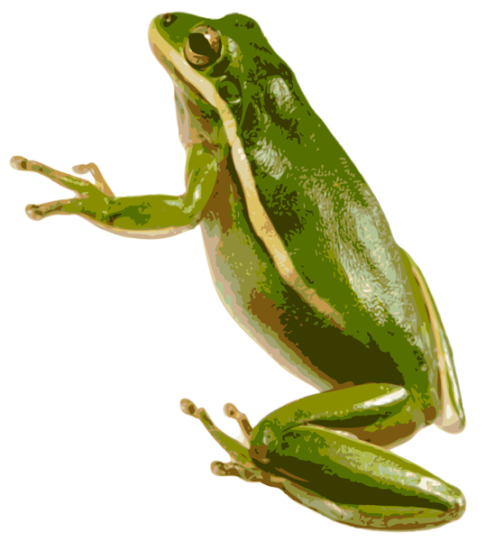 American Green Tree Frog Transparent PNG Image