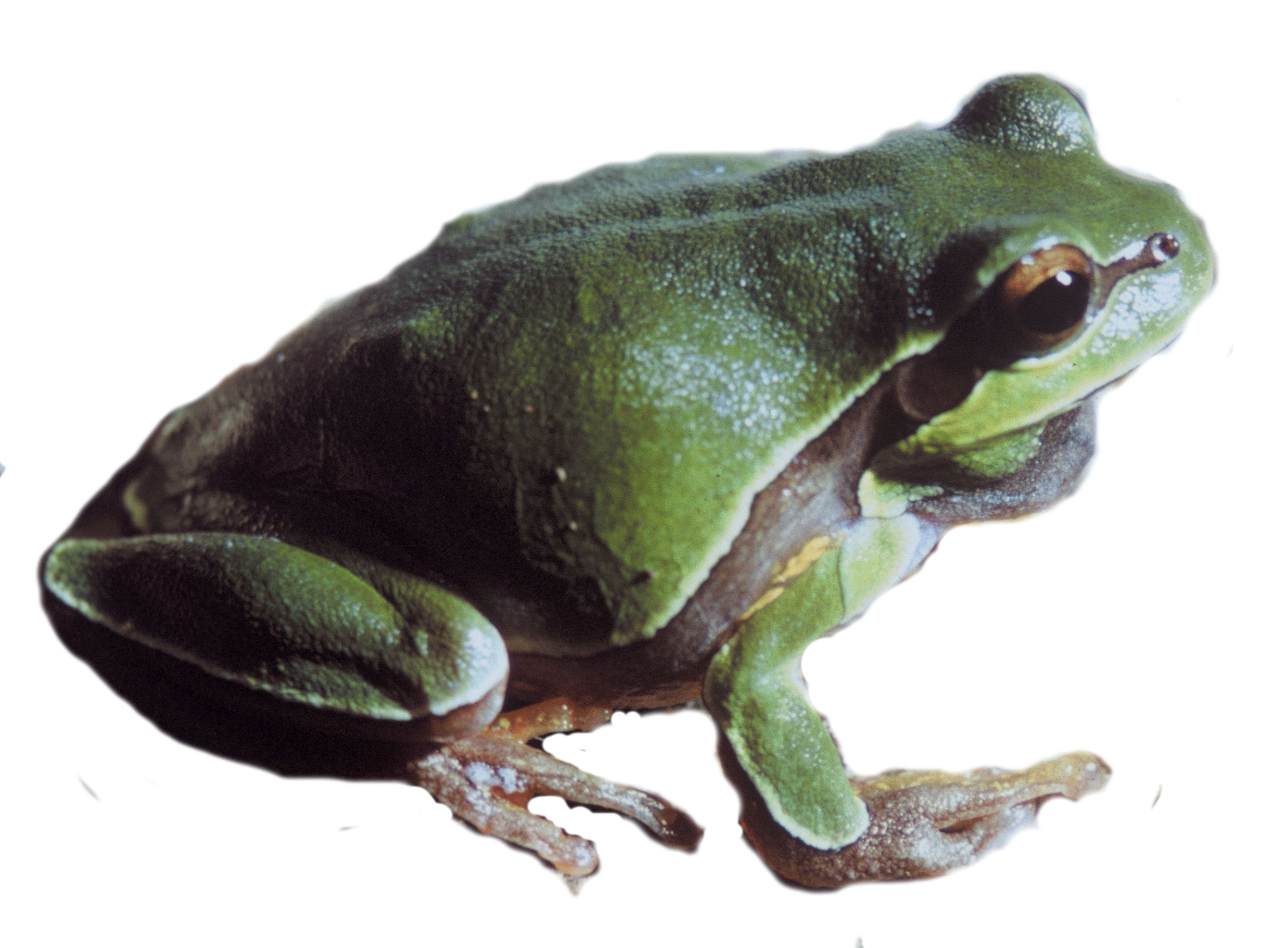 Pine Barrens Tree Frog Transparent PNG Image