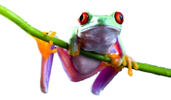 Frog Transparent Image Transparent PNG Image