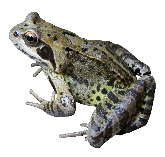 Frog File Transparent PNG Image