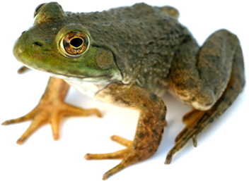 Frog Png 2 Transparent PNG Image