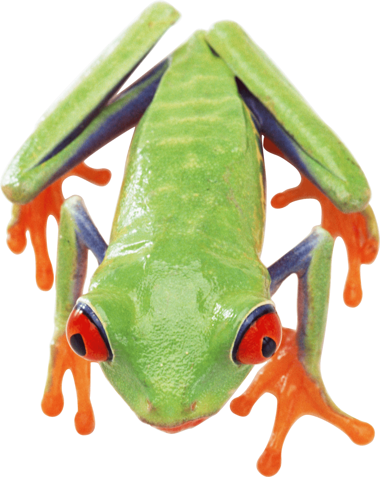 Frog Png Image Transparent PNG Image