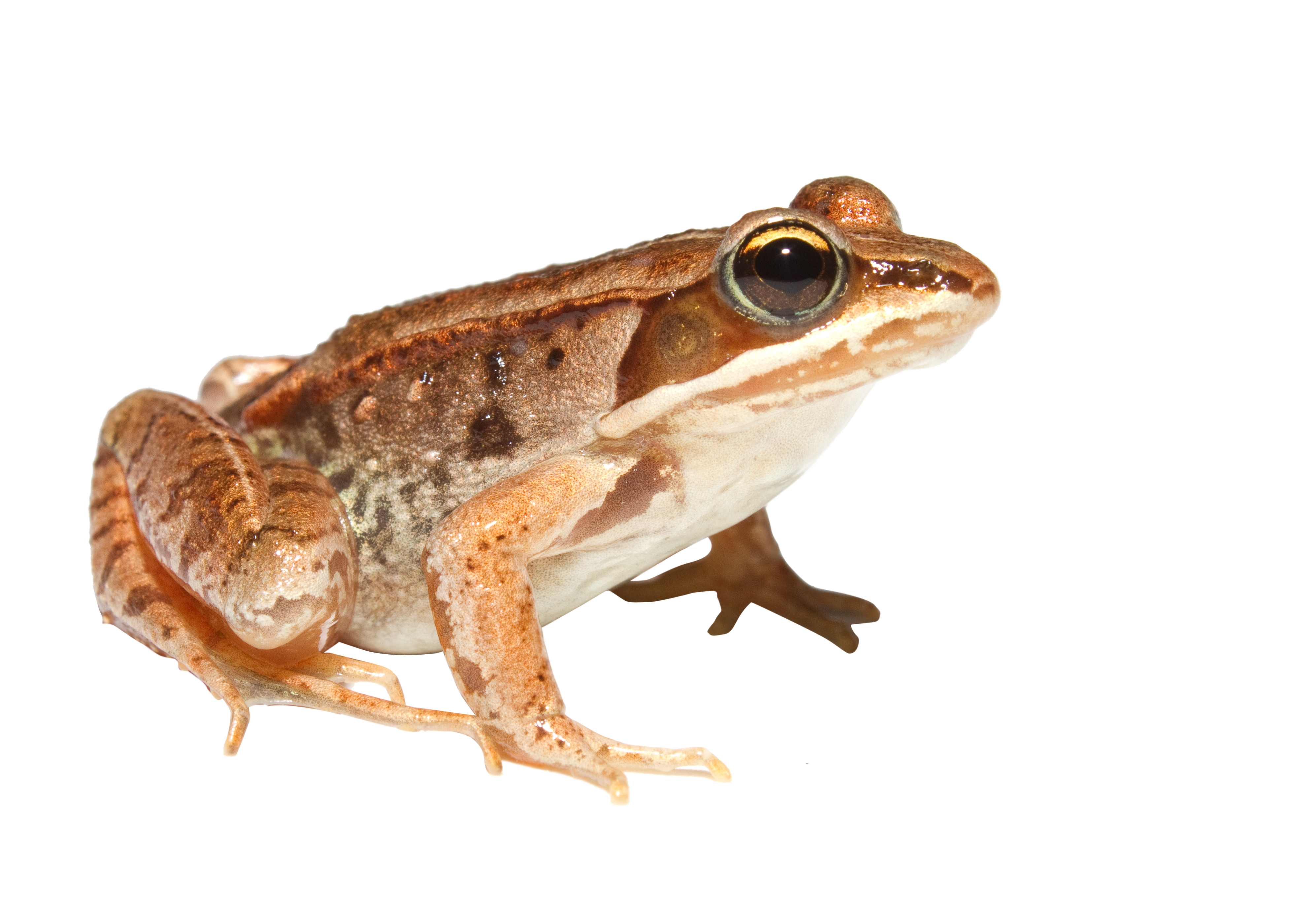 Frog Png 5 Transparent PNG Image