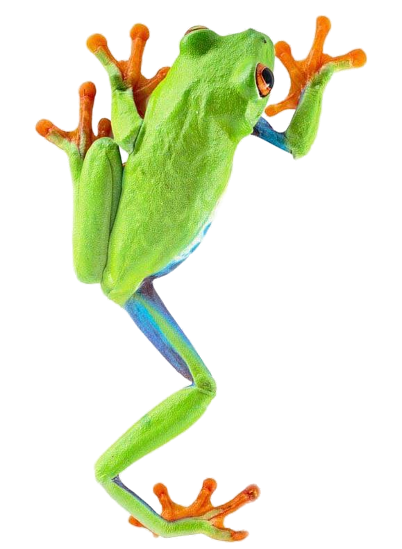 Frog Png 4 Transparent PNG Image