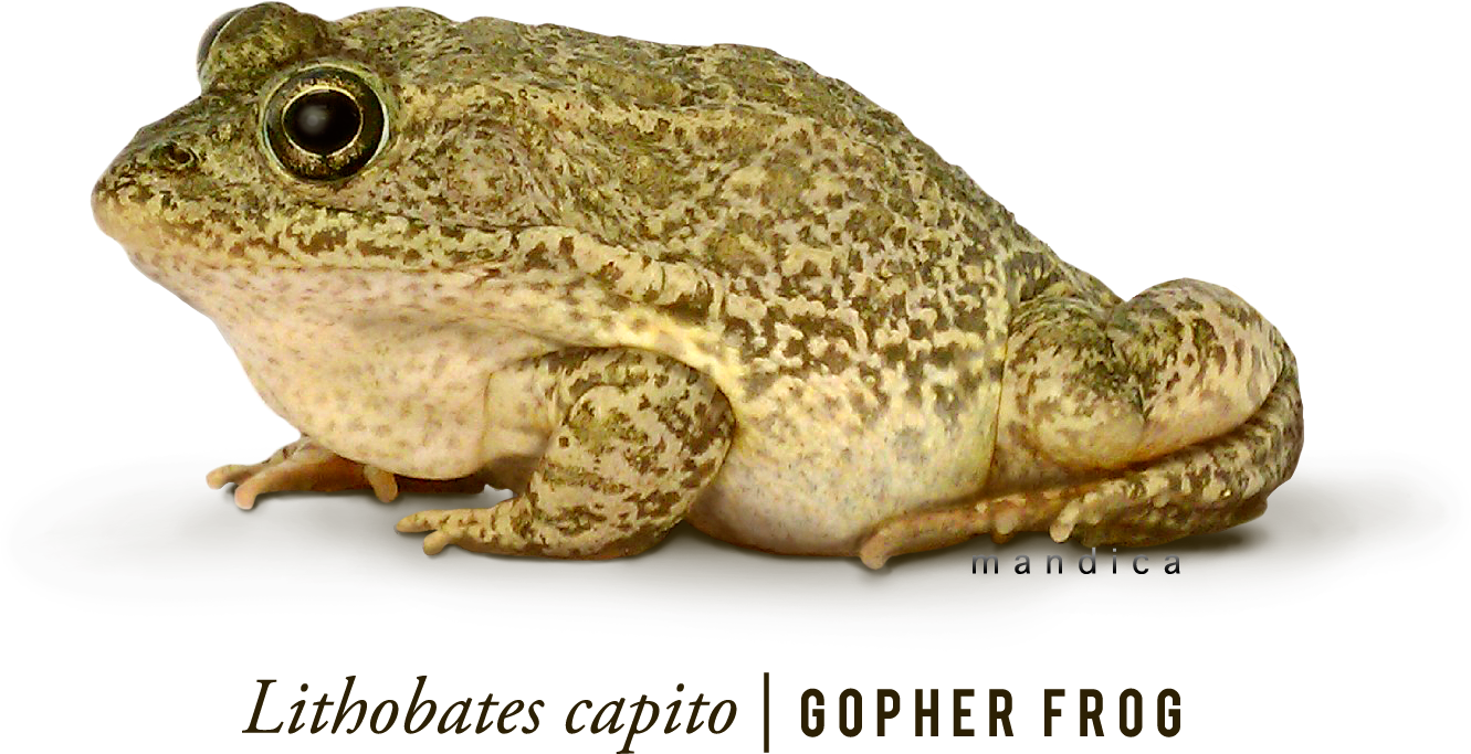 Frog Png 7 Transparent PNG Image