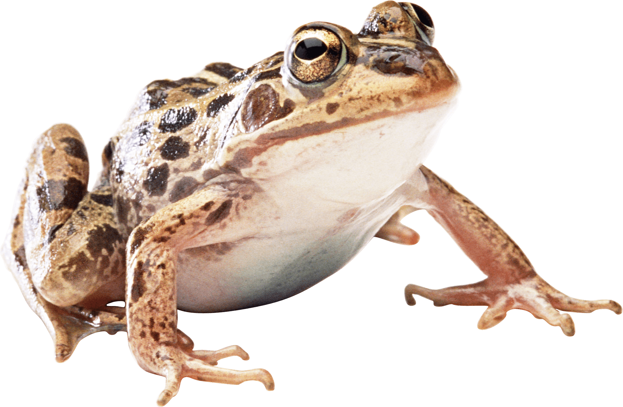 Frog Png Image Transparent PNG Image