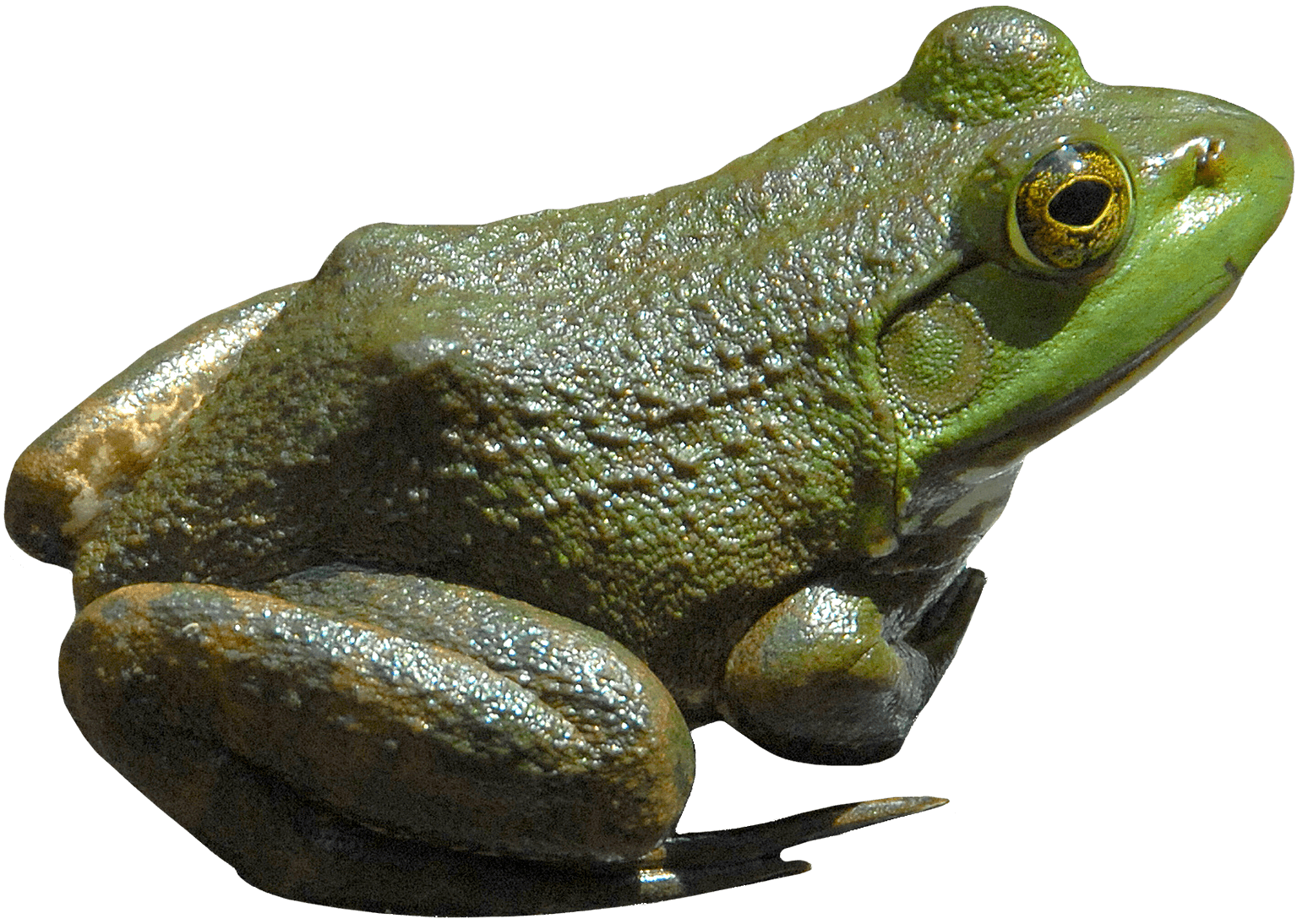 Green Frog Png Image Transparent PNG Image