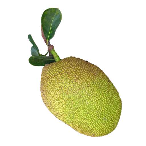 Jackfruit Free Transparent Image HD Transparent PNG Image