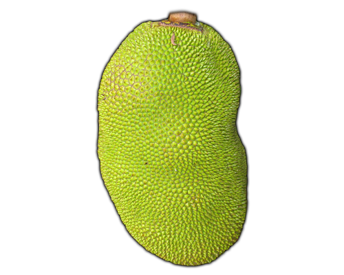 Jackfruit Pic Free Clipart HD Transparent PNG Image