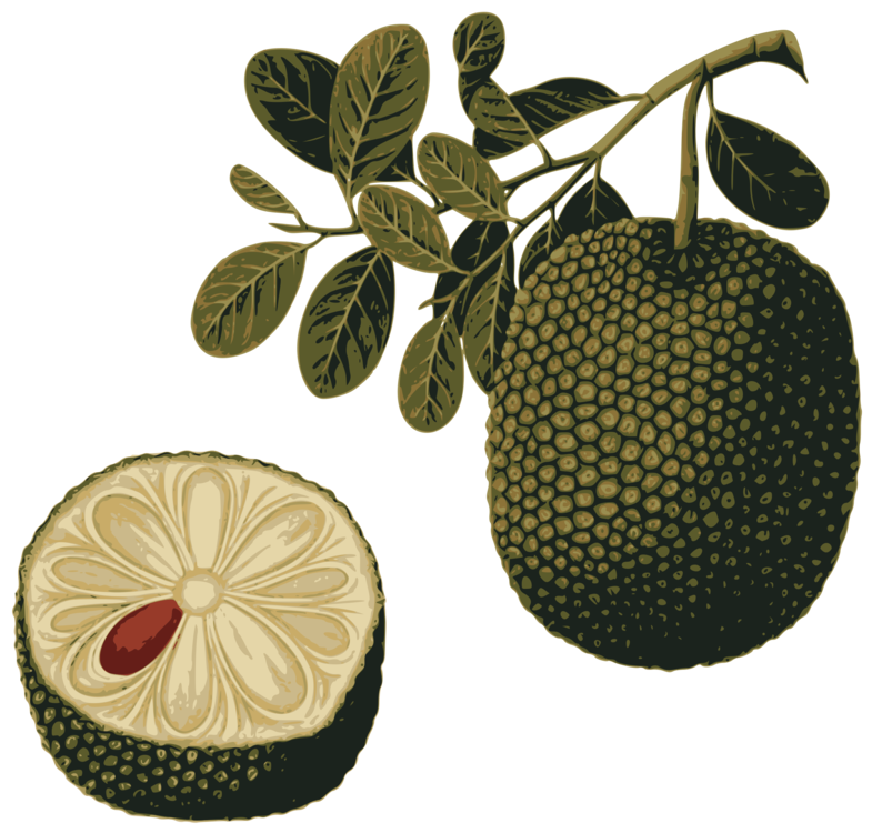 Jackfruit Free Photo Transparent PNG Image