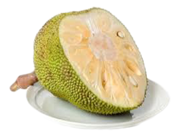 Jackfruit Juicy PNG Download Free Transparent PNG Image