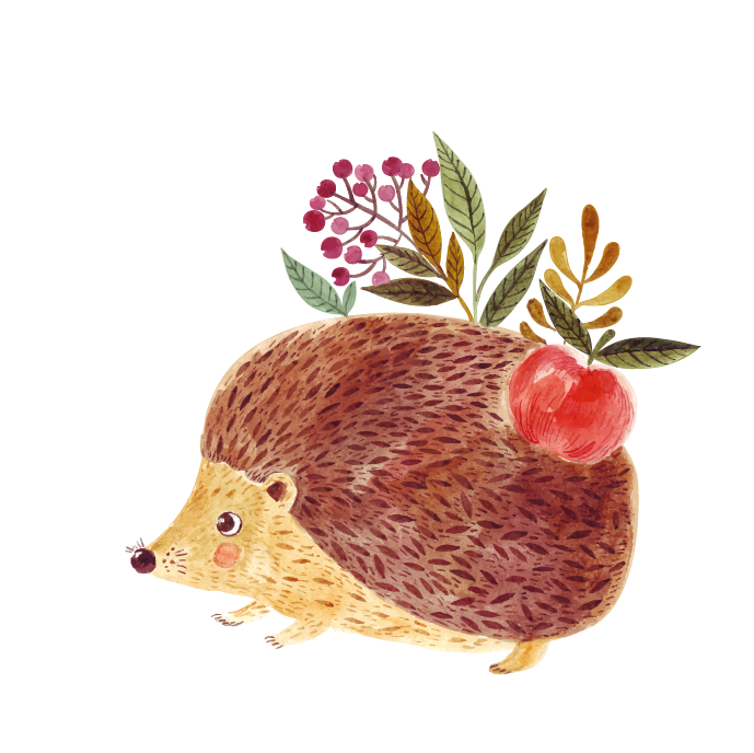 Cartoon Erinaceidae Royaltyfree Fruit Hedgehog Download HD PNG Transparent PNG Image