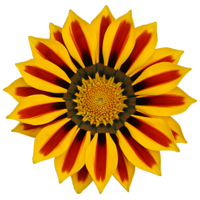 Gazania Image Transparent PNG Image