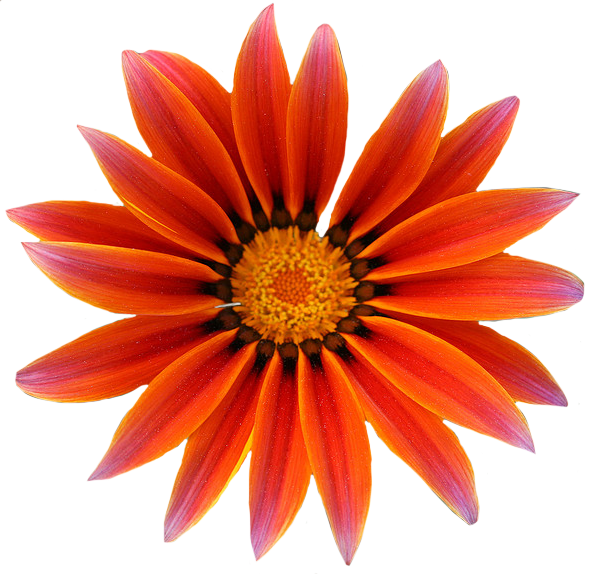 Gazania Free Download Transparent PNG Image