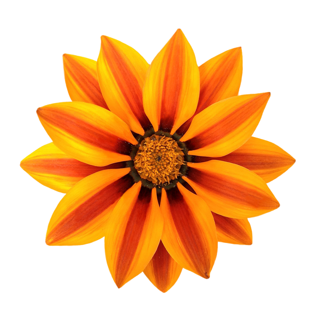 Gazania File Transparent PNG Image