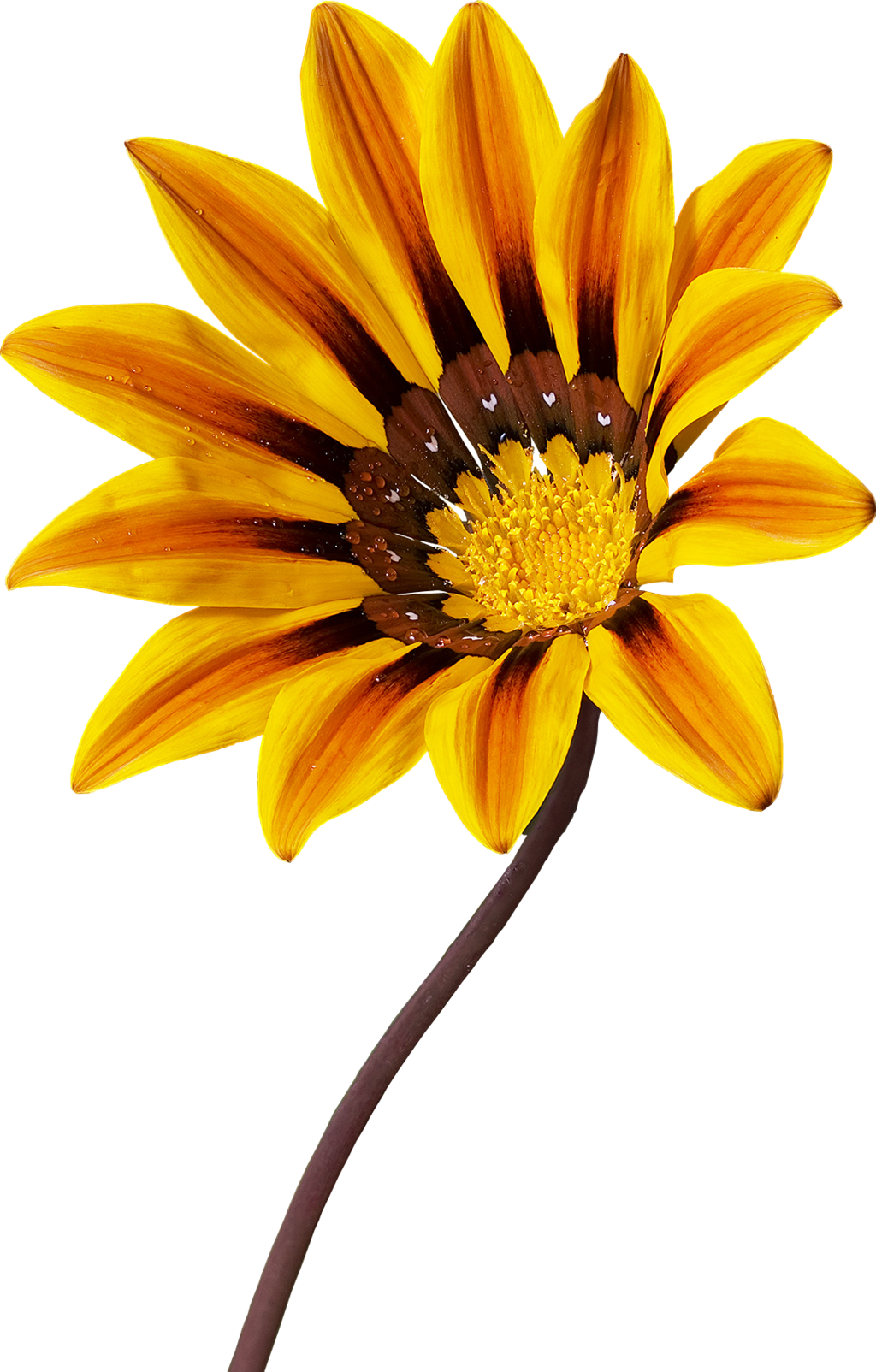 Gazania Transparent Image Transparent PNG Image