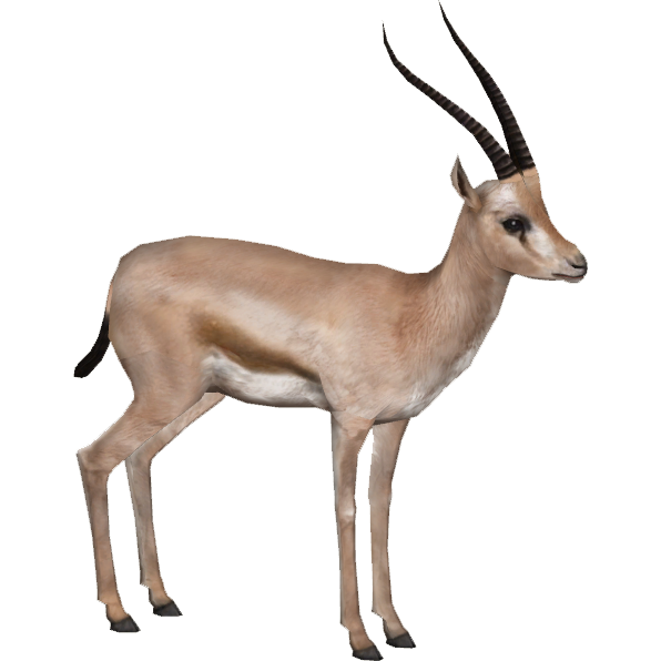 Gazelle Hd Transparent PNG Image