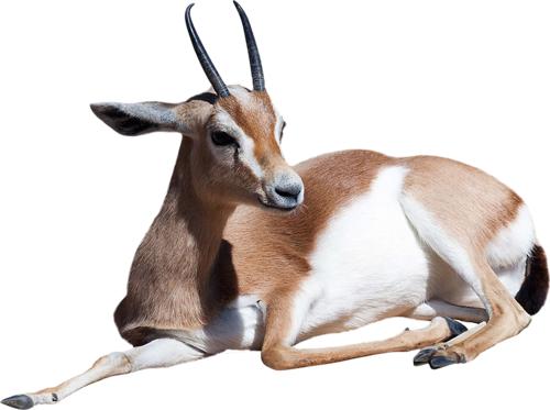 Gazelle File Transparent PNG Image