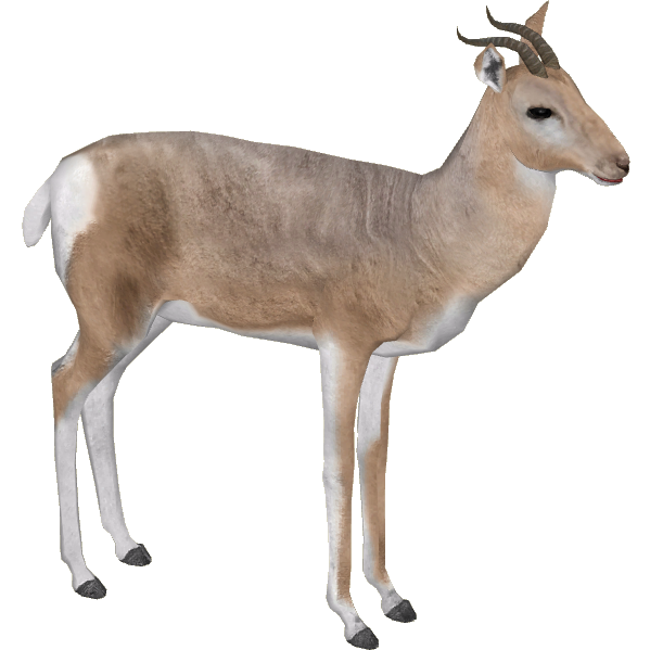 Gazelle Transparent PNG Image