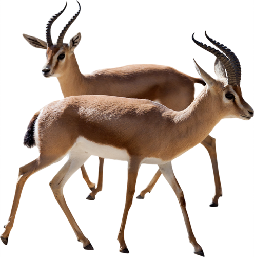 Gazelle Photos Transparent PNG Image