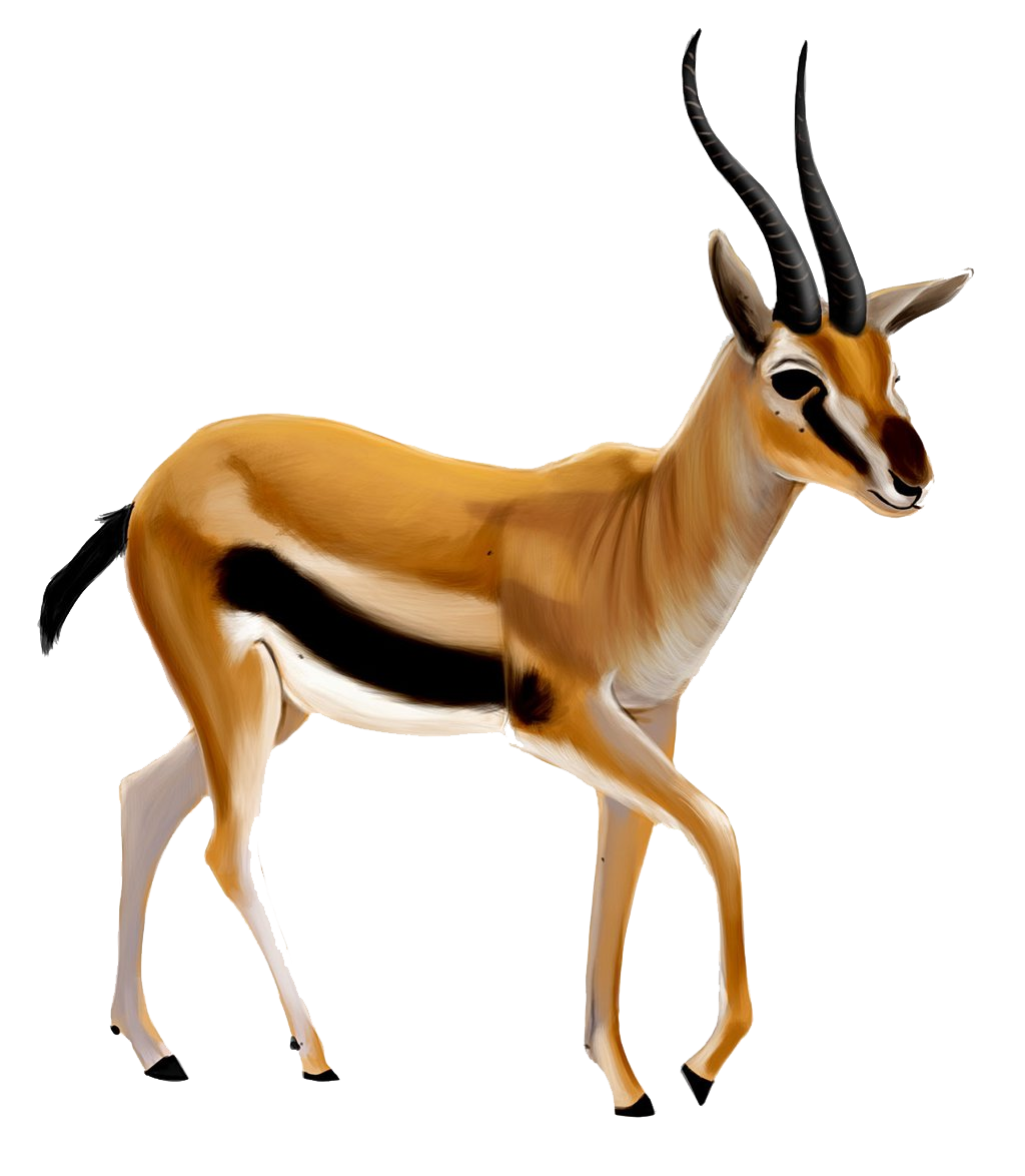 Gazelle Transparent Transparent PNG Image