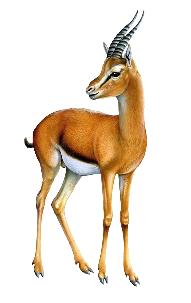 Gazelle Transparent Image Transparent PNG Image