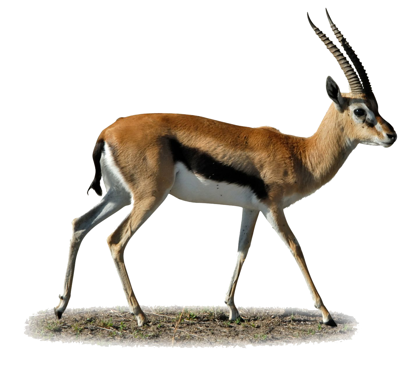 Gazelle Clipart Transparent PNG Image