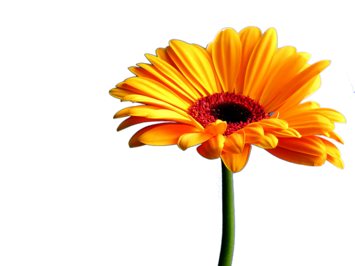 Gerbera Transparent PNG Image