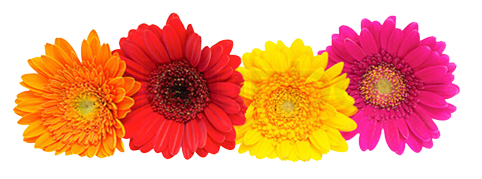 Gerbera Clipart Transparent PNG Image