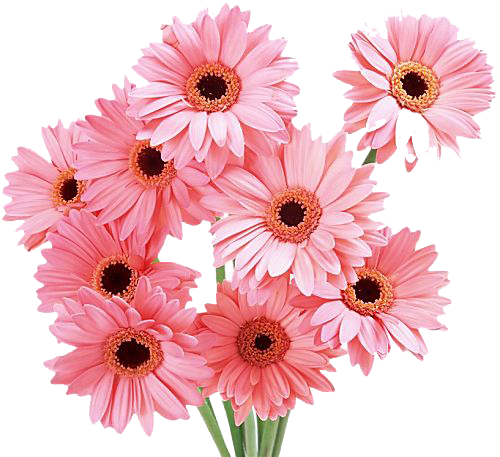 Gerbera Photos Transparent PNG Image