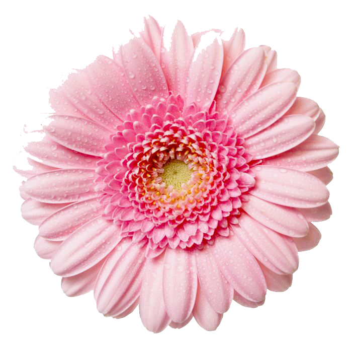 Gerbera Image Transparent PNG Image