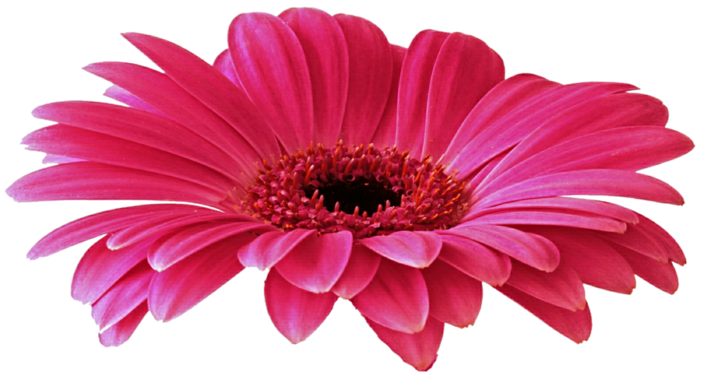 Gerbera Free Download Transparent PNG Image