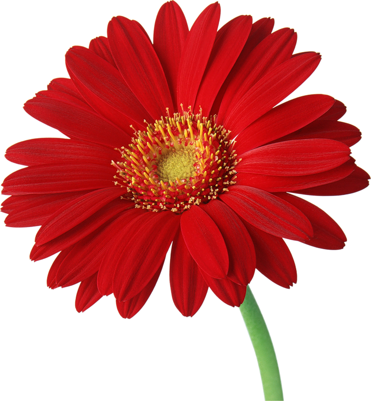 Gerbera Transparent Background Transparent PNG Image