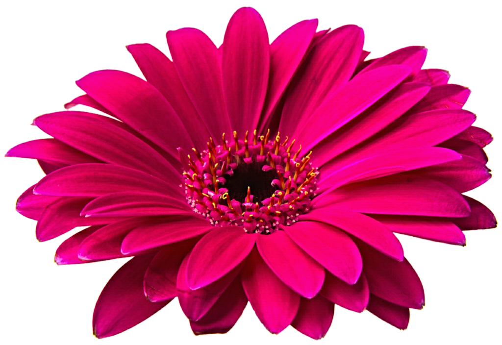 Gerbera Hd Transparent PNG Image