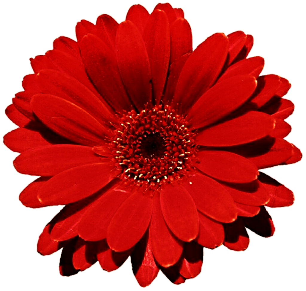 Gerbera Photo Transparent PNG Image