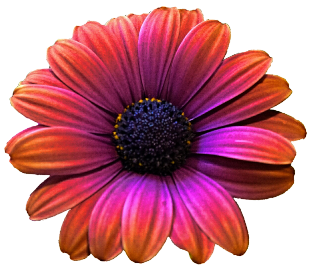 Gerbera Picture Transparent PNG Image