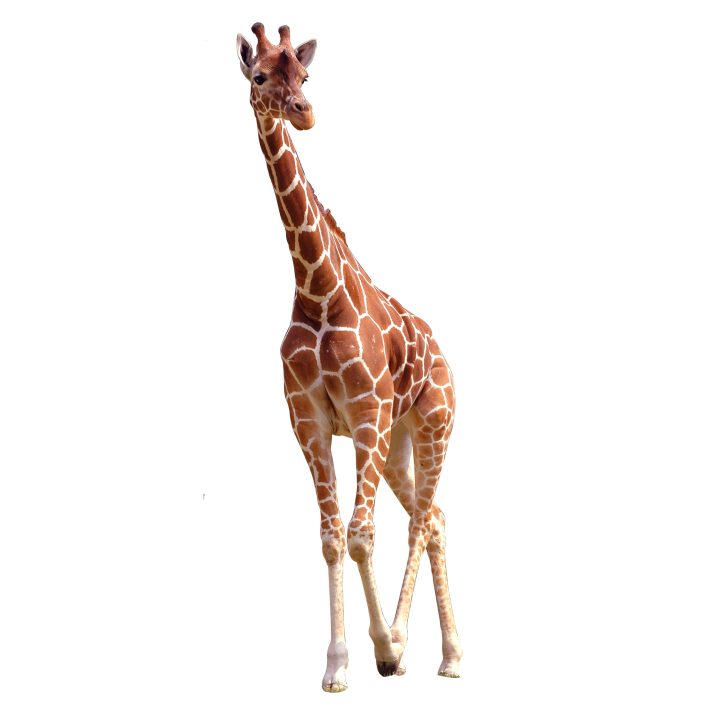 Giraffe African PNG Image High Quality Transparent PNG Image