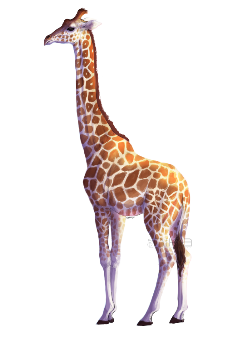 Giraffe African Free Clipart HQ Transparent PNG Image