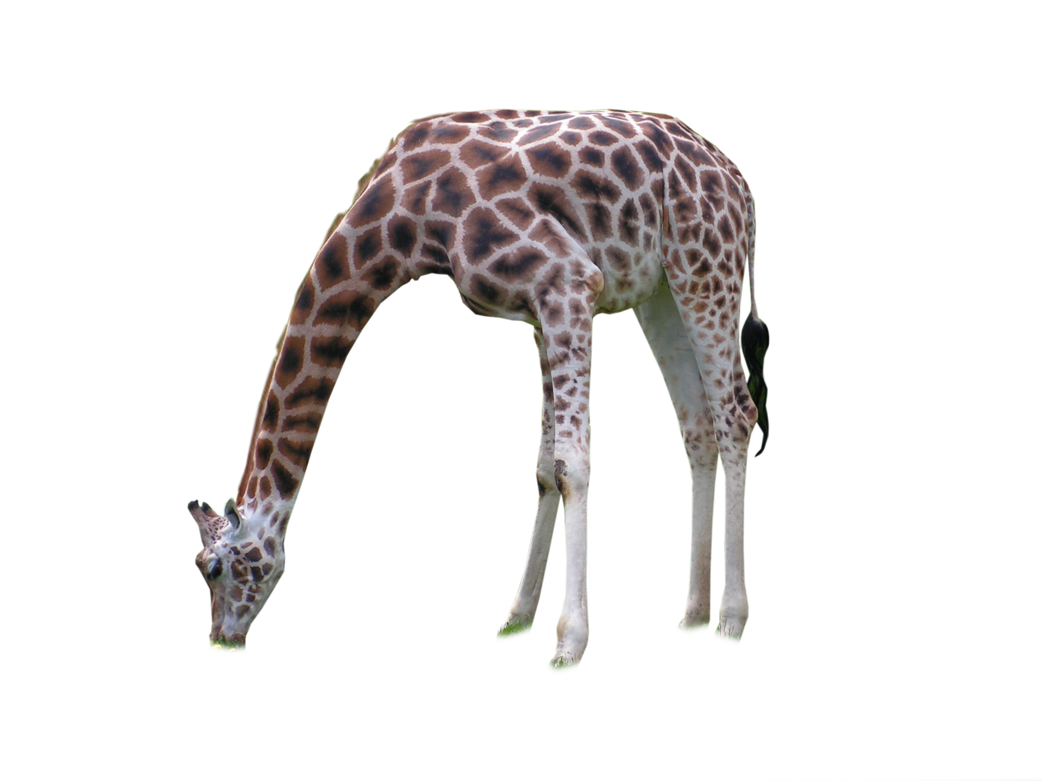 Giraffe African HD Image Free Transparent PNG Image