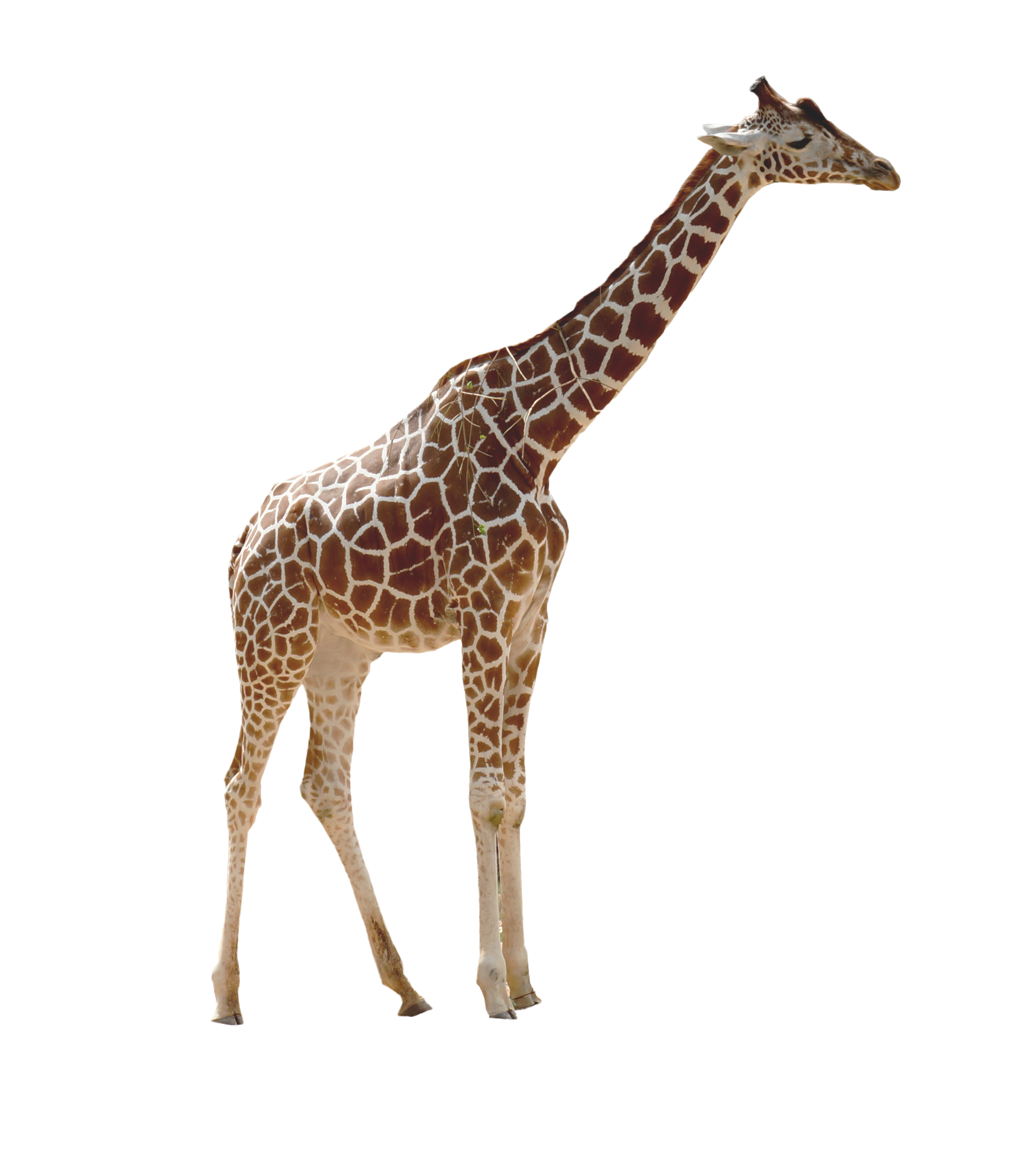 Giraffe African HQ Image Free Transparent PNG Image