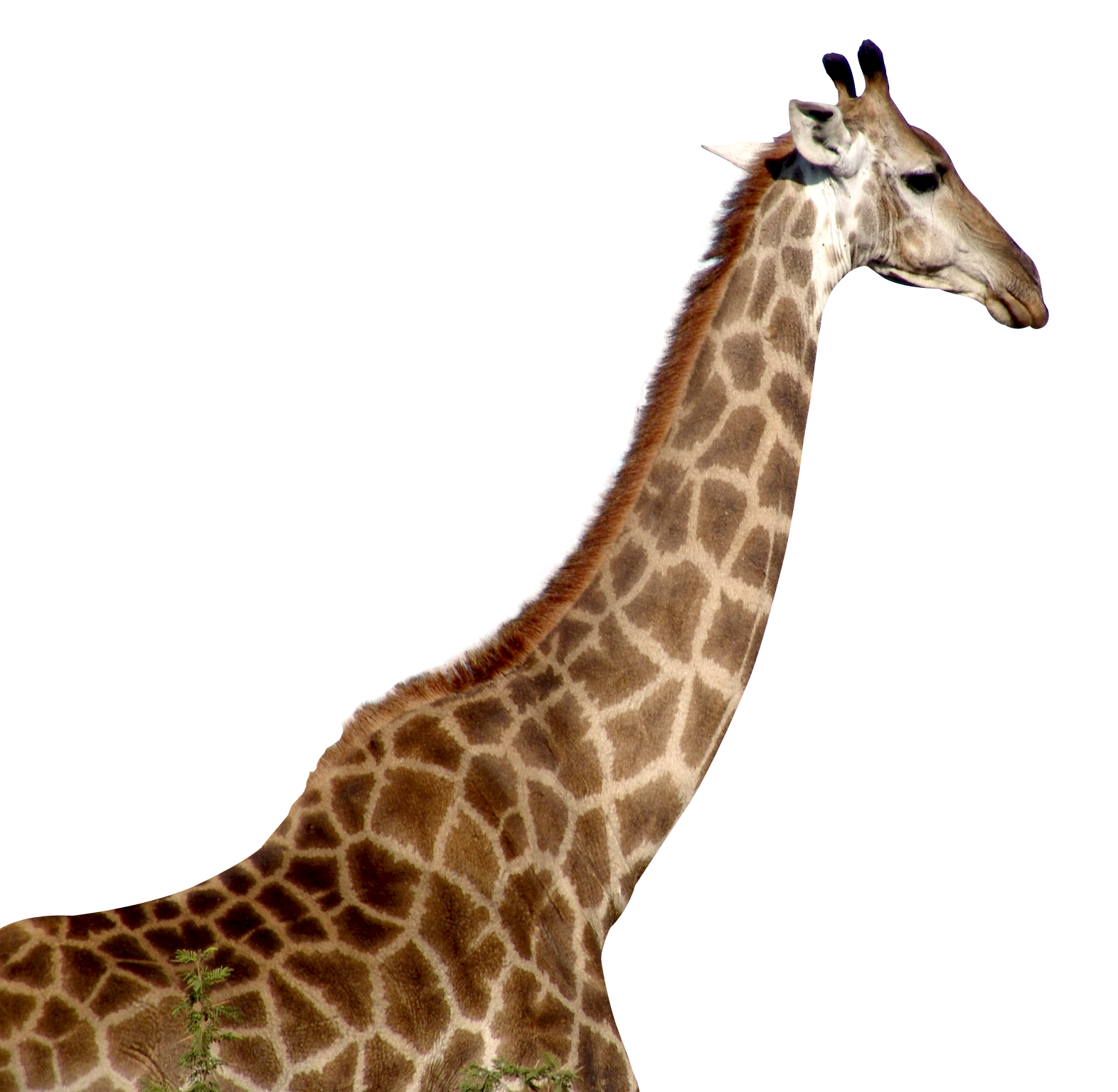 Giraffe African Free Clipart HQ Transparent PNG Image