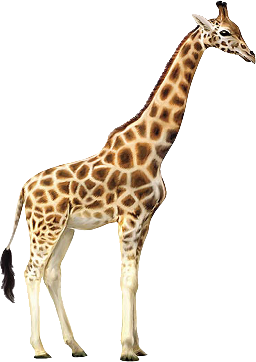 Giraffe PNG Download Free Transparent PNG Image