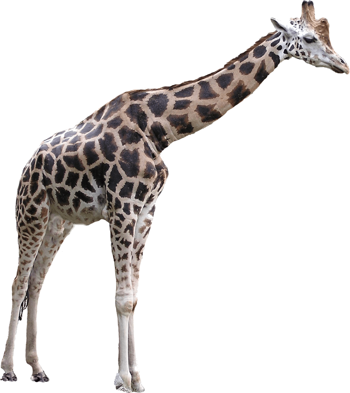 Giraffe Free Download PNG HD Transparent PNG Image