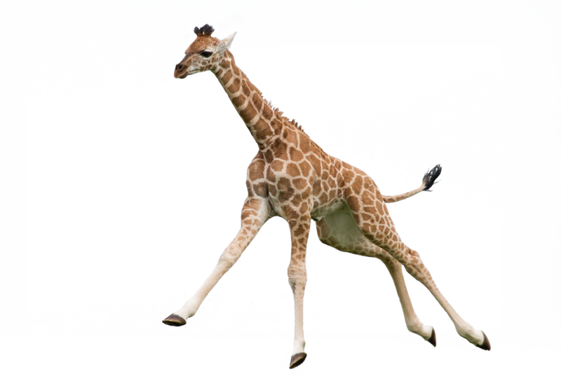 Giraffe Pic PNG File HD Transparent PNG Image