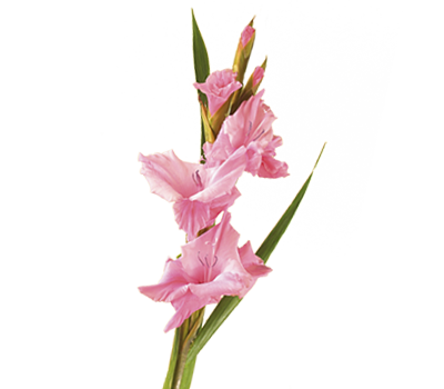 Gladiolus Transparent Image Transparent PNG Image