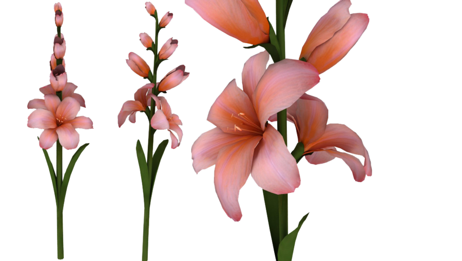 Gladiolus Photo Transparent PNG Image