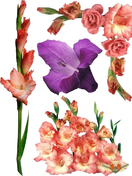 Gladiolus File Transparent PNG Image